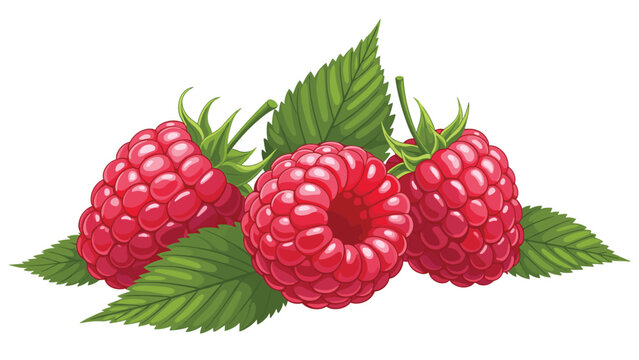 Group of three fresh red raspberries with green leaves isolated on a plain white background for healthy food concepts.