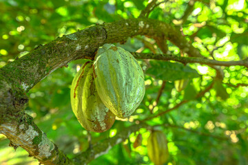Cacao pod growing on its trunk in a lush green tropical plantation, highlighting the natural agricultural process of chocolate production in the Caribbean of Martinique island