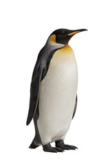 Obraz premium Emperor Penguin Standing on Transparent Background