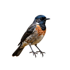 Fototapeta premium Colorful bird perched on the ground looking towards the right side