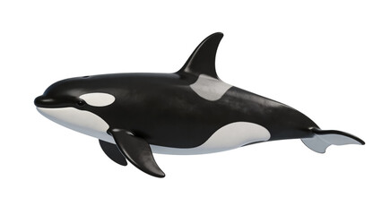 Fototapeta premium Orca killer whale swimming isolated on white background, full body side view