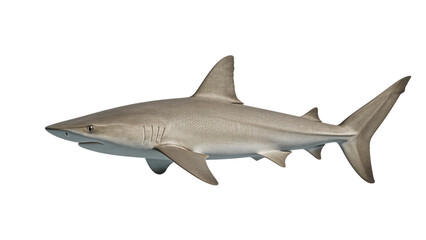 Fototapeta premium Grey shark swimming isolated on white background, full body side view