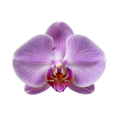 Detailed studio shot of a moth orchid blossom with stripes and droplets
