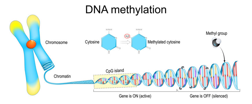 DNA methylation