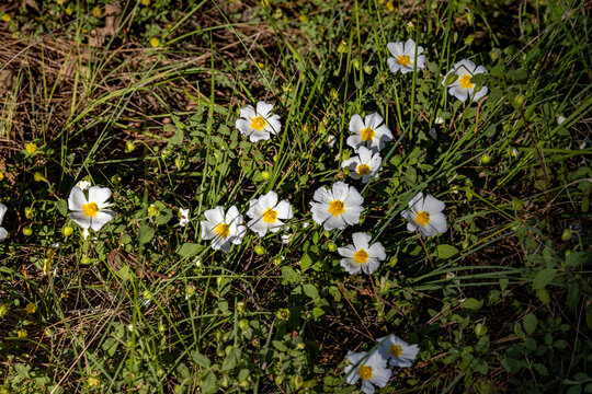 White rockrose flowers with yellow centers blooming in green grass on sunny spring day. Beautiful wild flora of Mediterranean region. Side, Manavgat, Antalya, Turkey.