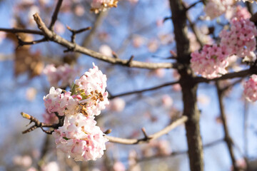 Obraz premium Delicate Pink Cherry Blossoms in Bloom