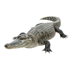 Obraz premium Gray gator crawls on a white surface with its eyes set forward