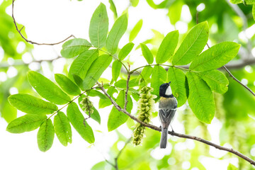 Japanese Tit in Fresh Green Forest in Early Summer © pheeby