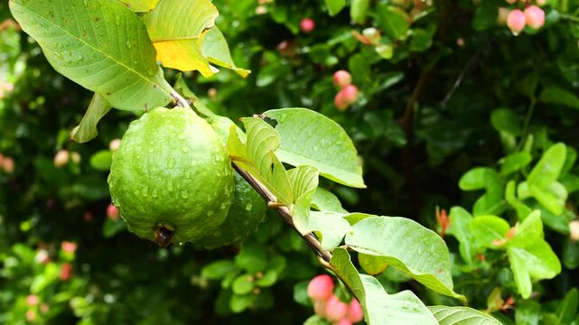 Fresh green guava fruit with water drops hanging on tree branch after rain.