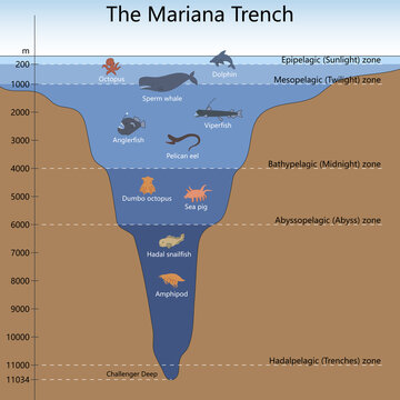 Mariana Trench showing ocean depth zones and deep sea creatures from sunlight zone to Challenger Deep diagram hand drawn schematic raster. Science educational illustration
