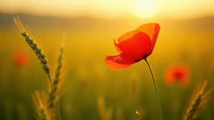 Obraz premium Spring green wheat field with red poppy flowers swaying in warm wind at golden hour