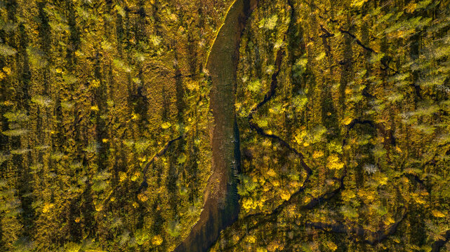 Aerial view of a serene river snaking through a vibrant tapestry of golden trees, contrasting against the dark earth, Saariselka, Lappi, Finland.