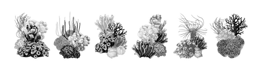 Fototapeta premium Hand drawn coral reef groups. Underwater life sketch