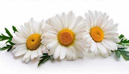 Obraz premium white daisies fresh blooming flowers delicate petals natural floral still life studio photography isolated on white background
