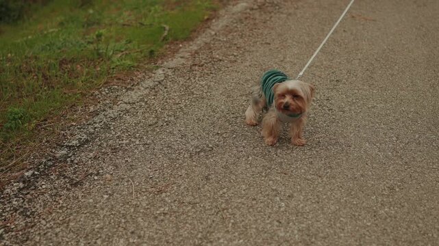 Small terrier dog wearing green sweater standing on gravel path on leash