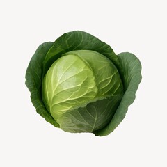 Fototapeta premium Fresh green cabbage vegetable