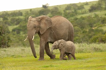 African elephant mother walking with calf in savanna © Matthew