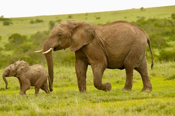 African elephant mother walking with calf in savanna © Matthew