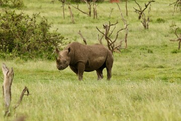 Naklejka premium Black rhino grazing in Kenya savanna grassland