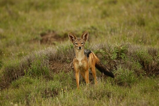 Black backed jackal standing alert in African savanna