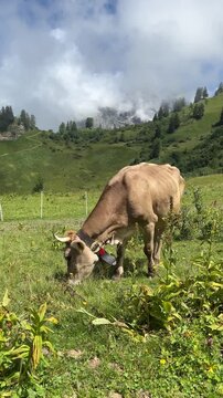 Swiss Brown Cow Grazing in a High Altitude Alpine Meadow with Mist