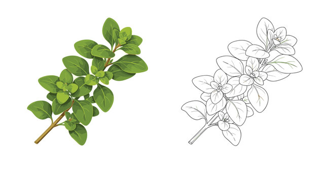 Illustration displays a fresh green sprig of oregano alongside a detailed black and white line drawing of the same herb.