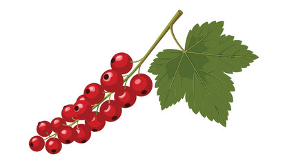 Cluster of bright red currants hangs from a thin stem with a large green leaf against a plain white background.