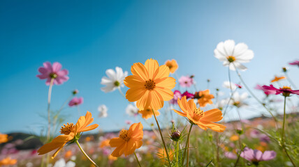 Fototapeta premium Colorful cosmos flowers blooming in sunny meadow with blue sky background