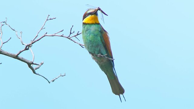 European Bee-eater Holding Insect on Tree Branch, Colorful Bird Preparing Food for Mate or Chicks Near Nest Colony, 4K