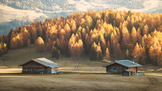 View of golden larches paint the landscape above rustic huts nestled in a meadow, a path winding to the hills, Alpe di Siusi, Trentino-Alto Adige, Italy.