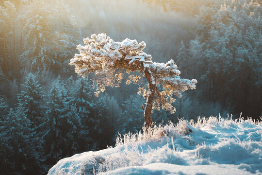View of a snow-laden tree stands defiant against a backdrop of frosted forest, bathed in the ethereal glow of winter light, Dahn, Rheinland-Pfalz, Germany.