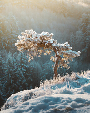 View of a snow-laden pine tree stands solitary against a backdrop of frosted forest, bathed in the soft glow of winter light, Dahn, Rheinland-Pfalz, Germany.