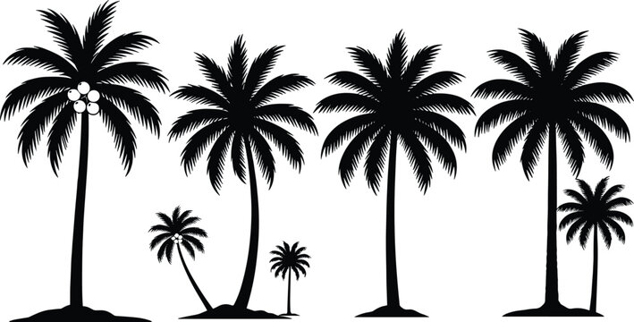 Set of black palm tree silhouettes with coconut fruit isolated on white background for tropical summer beach vacation and nature designs