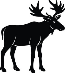 Obraz premium Moose standing profile view with large antlers on white background