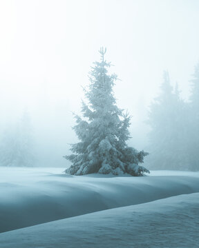 View of a solitary snow-laden fir stands stark against a misty backdrop, its icy branches reaching into the ethereal light, Bellefosse, Grand Est, France.