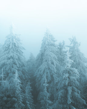 View of snow-laden fir trees stand tall against a misty, ethereal backdrop, creating a serene winter wonderland, Bellefosse, Grand Est, France.