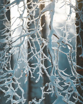 View of delicate, snow-laden branches reaching towards the sun, their icy fingers sparkling against the soft, diffused light, Bellefosse, Grand Est, France.
