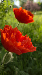 Fototapeta premium red poppies