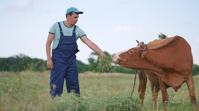 Farmer feeds fresh grass to brown cow in field. Man gives hay to cattle eating outdoors. Agricultural worker feeding livestock in pasture. Farmer offers grass to hungry cow. Feeding time.