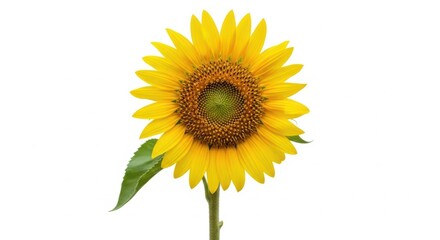 Obraz premium Sunflower with vibrant yellow petals and green stem isolated on a clean white background for floral or botanical projects
