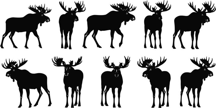 Moose silhouette set wildlife animal vector collection isolated black bull antlers forest mammal standing walking pose icons bundle illustration