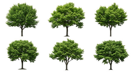 Fototapeta premium A set of green trees on transparent background for design and nature concepts