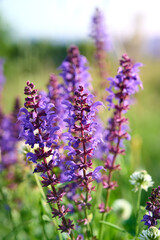 Naklejka premium Closeup blooming wild sage purple flowers.