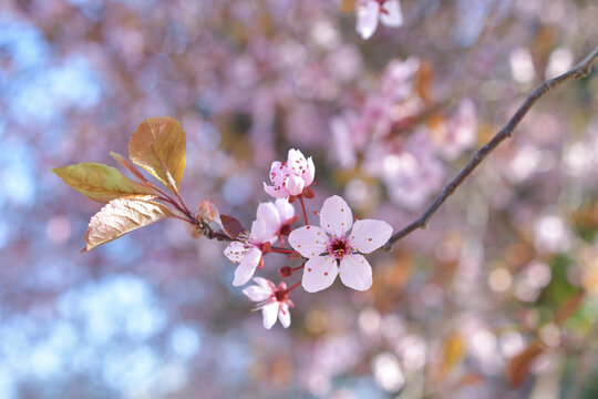 Purple leaf plum flowers (Prunus cerasifera Nigra) blooming on a Paris street in early March 2026