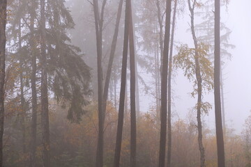Fototapeta premium Wald im Herbst, neblig