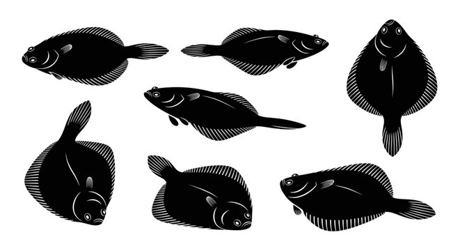 Flounder Fish Collection: Multiple Angles and Views of Flatfish Silhouette