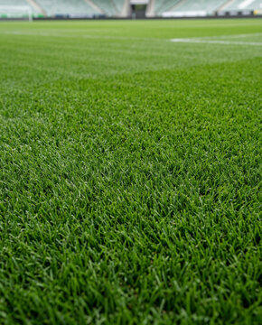 Fresh Green Grass Texture of Well Groomed Turf in Garden or Soccer Stadium, Natural Lawn Background with Dense Grass Detail