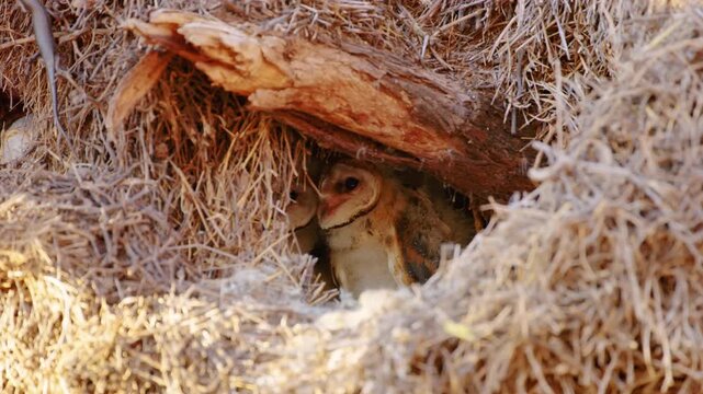 A lizard inside nest of a barn owl