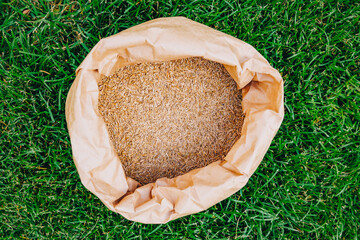 Fototapeta premium High angle view of grass seed mixture in an open bag on lush turf, lawn restoration concept