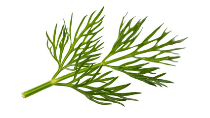 Isolated vibrant green dill sprig, a popular fragrant fresh garden herb used for cooking © Michal